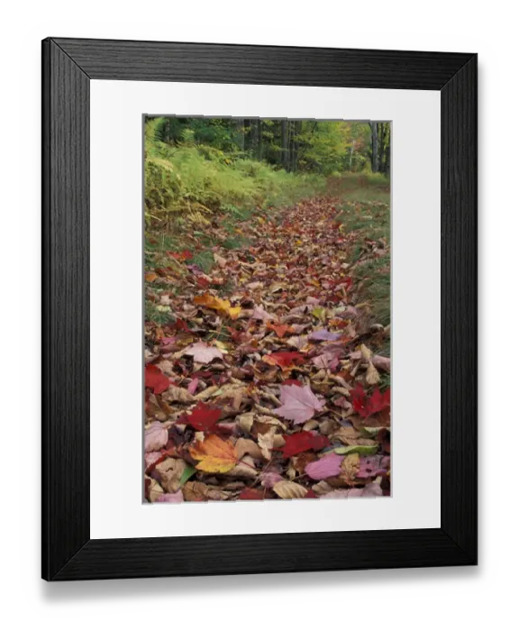 Framed Print : N. A. USA, Vermont, Green Mountain National Forest Autumn leaves in automobile Framed Print : N. A. USA, Vermont, Green Mountain National Forest Autumn leaves in automobile