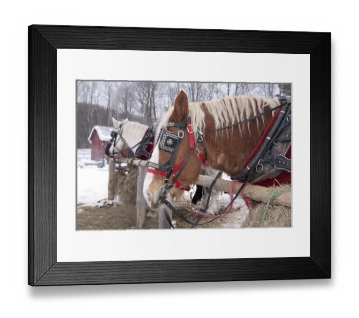 Framed Print : USA: Vermont, Stowe, Mountain Road, draft horse for pulling sleighs through the snow Framed Print : USA: Vermont, Stowe, Mountain Road, draft horse for pulling sleighs through the snow