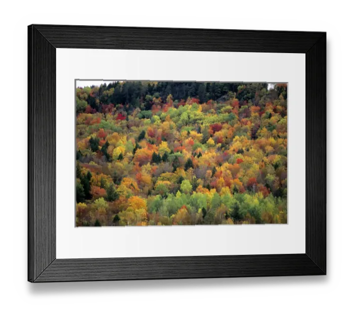 Framed Print : Colorful fall foliage in Vermont Framed Print : Colorful fall foliage in Vermont