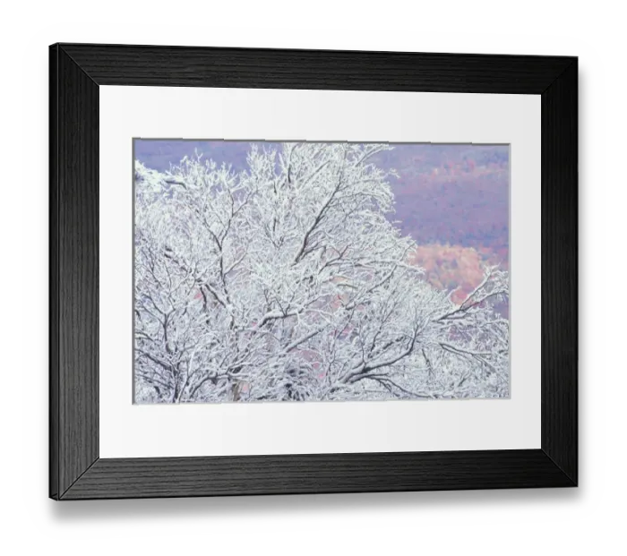 Framed Print : NA, USA, Vermont, near E. Burke Fresh snowfall on birch, Burke Mountain Framed Print : NA, USA, Vermont, near E. Burke Fresh snowfall on birch, Burke Mountain