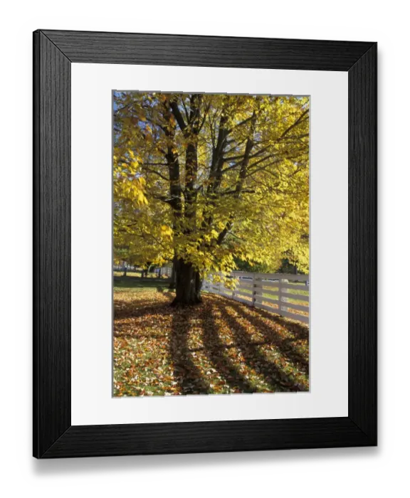 Framed Print : NA, USA, Vermont Maple and fence