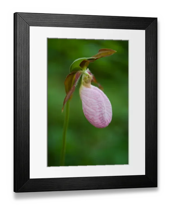 Framed Print : Northeast Kingdom. A Pink Ladys Slipper, Cypripedium acaule, near Nurse Mountain in Granby Framed Print : Northeast Kingdom. A Pink Ladys Slipper, Cypripedium acaule, near Nurse Mountain in Granby