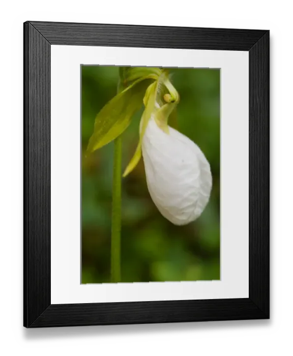 Framed Print : Northeast Kingdom. A Pink Ladys Slipper (white phase) Cypripedium acaule