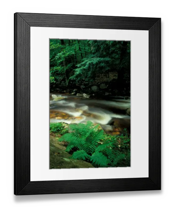 Framed Print : Stratton, VT. Ferns and hemlock trees along Broad Brook in Vermonts Green Mountains