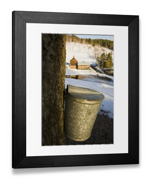 Framed Print : Sap buckets on maple trees on a farm in Pomfret, Vermont