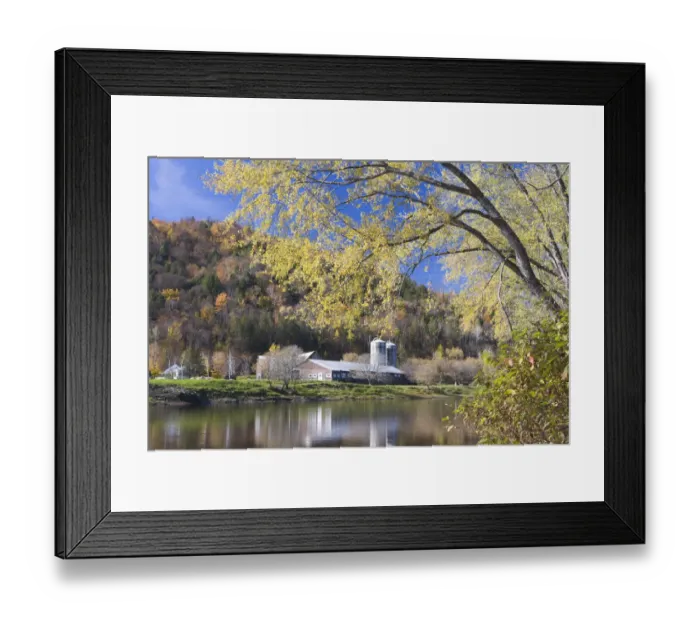 Framed Print : A farm on the Connecticut River in Maidstone, Vermont. Silver maple. Fall