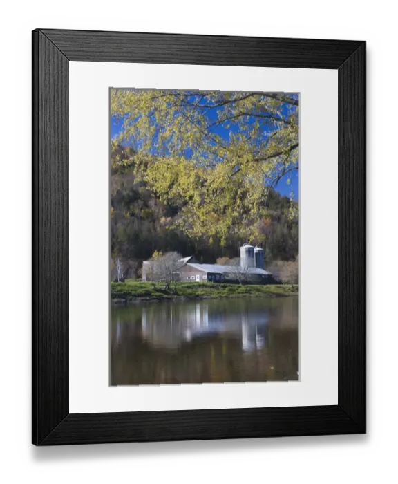 Framed Print : A farm on the Connecticut River in Maidstone, Vermont. Silver maple. Fall Framed Print : A farm on the Connecticut River in Maidstone, Vermont. Silver maple. Fall