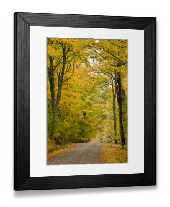 Framed Print : Leaves fall from sugar maple trees lining a dirt road in Cabot, Vermont