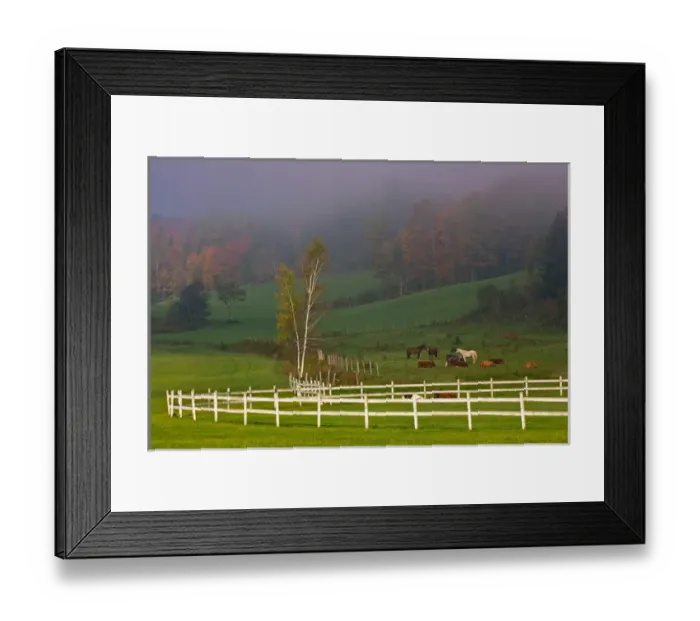 Framed Print : USA, Vermont, Near Grandville, Horses in fields Framed Print : USA, Vermont, Near Grandville, Horses in fields