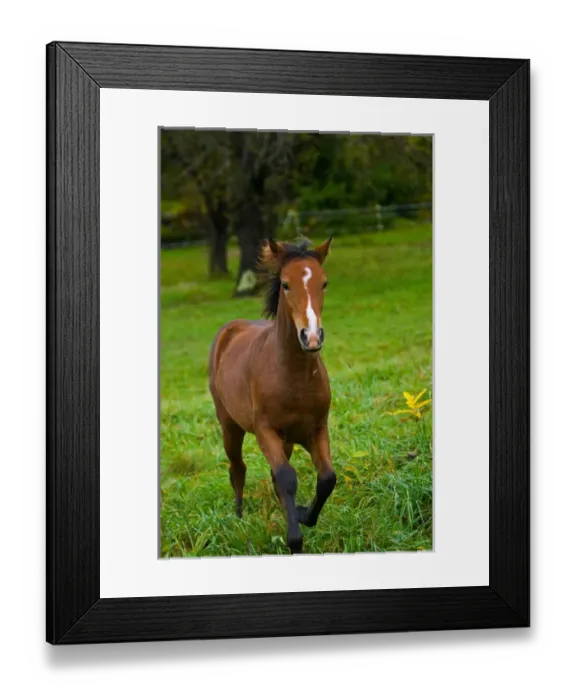 Framed Print : USA, Vermont, Horse Framed Print : USA, Vermont, Horse