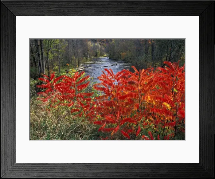 Framed Print : North America, United States, Vermont, Turnbridge. White River with colorful Sumacs Framed Print : North America, United States, Vermont, Turnbridge. White River with colorful Sumacs