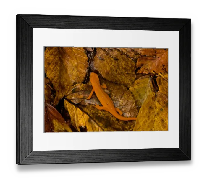 Framed Print : USA, Vermont, Bennington, Salamander, Red-Spotted Newt or Eastern Newt Framed Print : USA, Vermont, Bennington, Salamander, Red-Spotted Newt or Eastern Newt