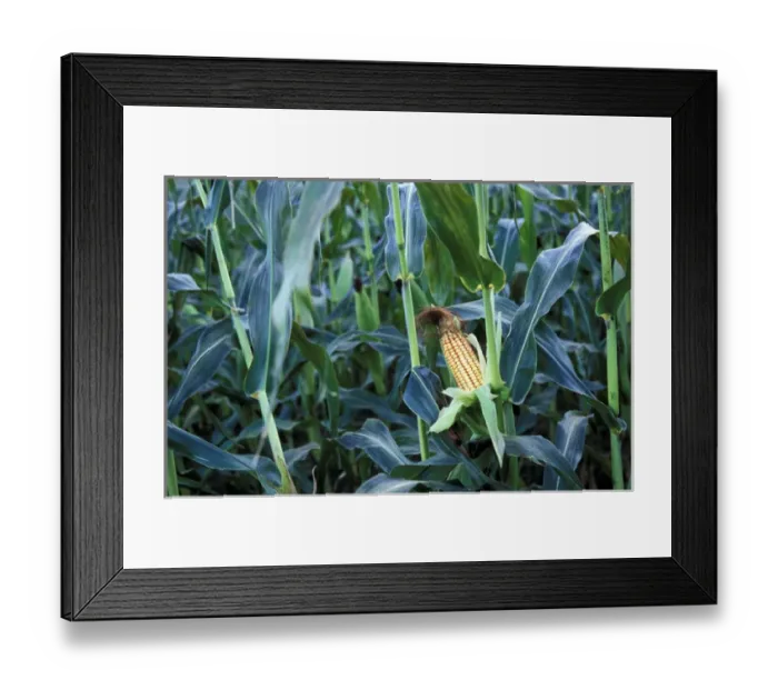 Framed Print : North America, United States, Vermont, Woodstock. Corn cob stalk