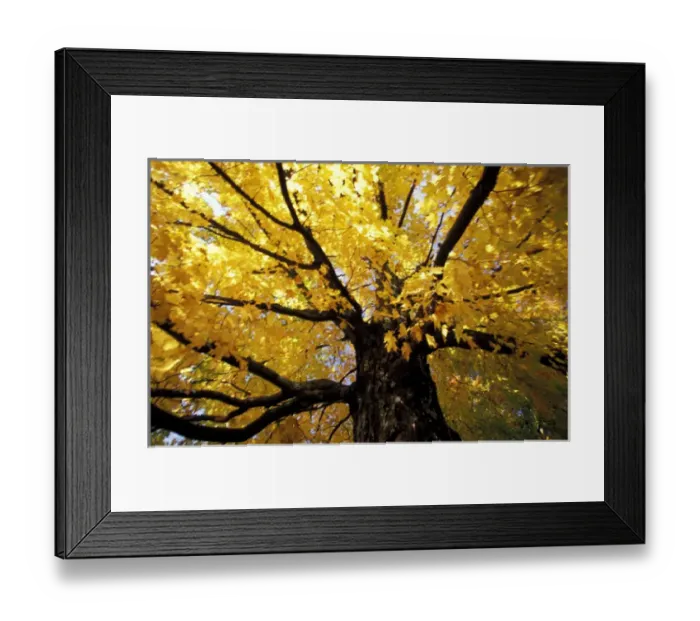 Framed Print : North America, United States, Vermont. Fall maple trees