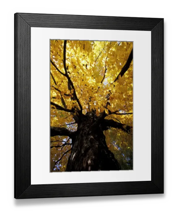 Framed Print : North America, United States, Vermont. Fall maple trees