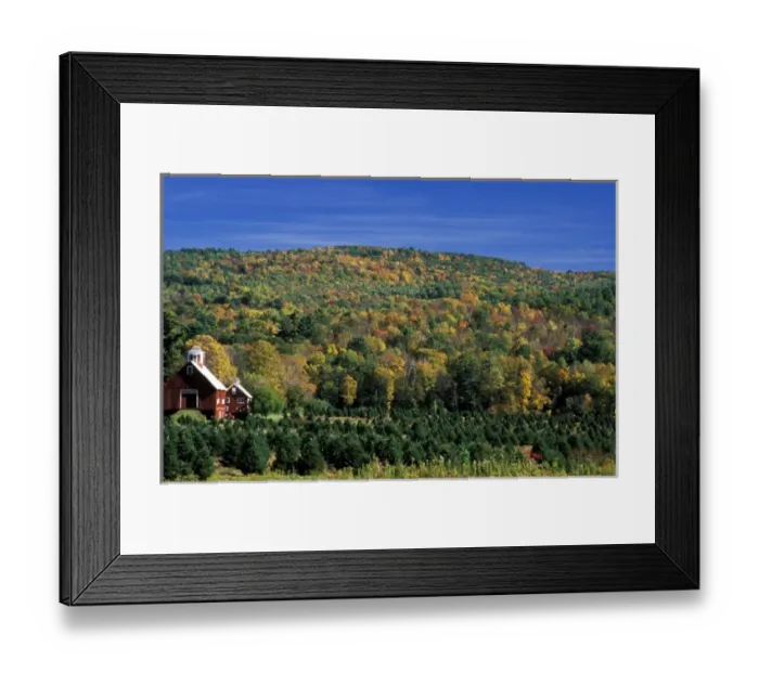Framed Print : North America, United States, Vermont. Christmas tree farm with a red barn