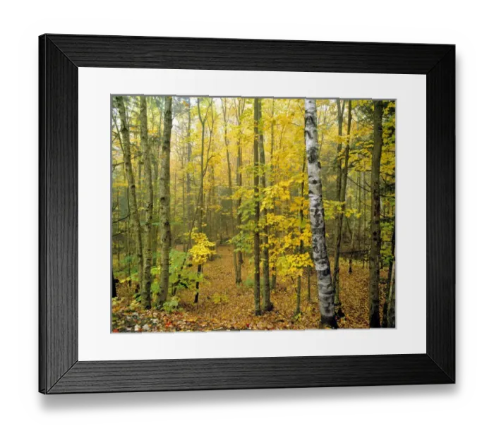 Framed Print : USA, Vermont, Elmore SP. Early morning fog shrouds the trees at Elmore State Park Framed Print : USA, Vermont, Elmore SP. Early morning fog shrouds the trees at Elmore State Park