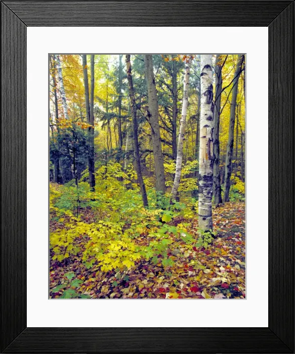 Framed Print : USA, Vermont, Elmore SP. Autumn comes to Elmore State Park, in Vermont