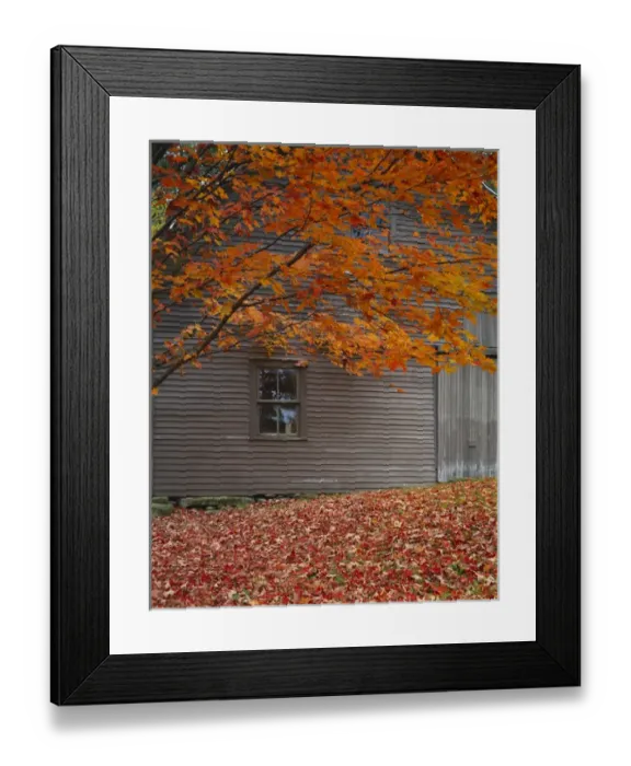 Framed Print : USA, Vermont, Barn and maple tree in autumn Framed Print : USA, Vermont, Barn and maple tree in autumn