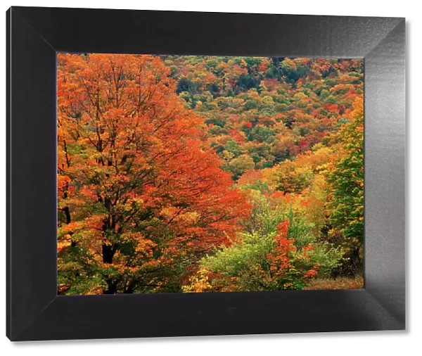 USA, New England, View of autumn forest