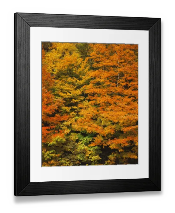 Framed Print : USA, New England, View of autumn forest Framed Print : USA, New England, View of autumn forest