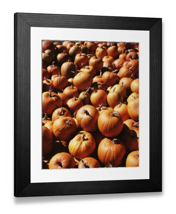 Framed Print : USA, Vermont, Northeast Kingdom, View of pumpkins in autumn Framed Print : USA, Vermont, Northeast Kingdom, View of pumpkins in autumn