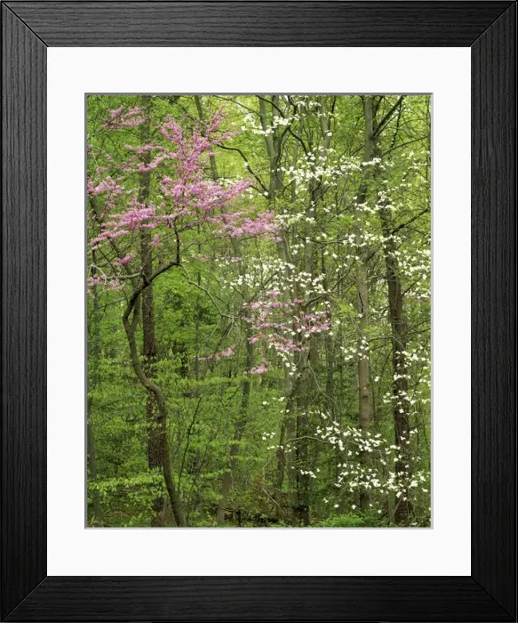 Framed Print : USA, Virginia, Arlington County, Eastern Redbud and Flowering Dogwood Framed Print : USA, Virginia, Arlington County, Eastern Redbud and Flowering Dogwood