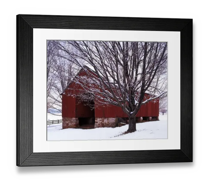 Framed Print : USA, Virginia, Fairfax County, Barn and Maple after winter storm Framed Print : USA, Virginia, Fairfax County, Barn and Maple after winter storm