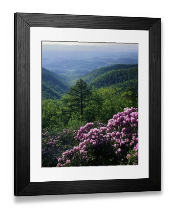 Framed Print : USA, Virginia, Blue Ridge Parkway, Blue Ridge Mountains Catawba Rhododendron Framed Print : USA, Virginia, Blue Ridge Parkway, Blue Ridge Mountains Catawba Rhododendron