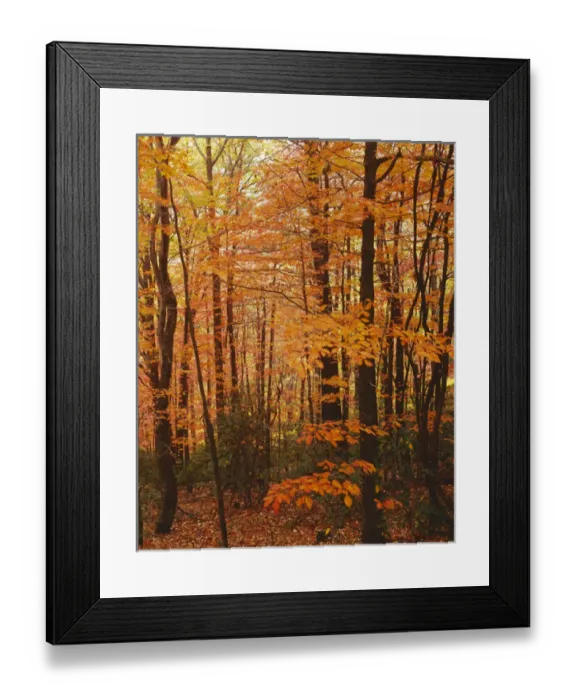 Framed Print : USA, Virginia, Blue Ridge Parkway, Autumn forest Framed Print : USA, Virginia, Blue Ridge Parkway, Autumn forest