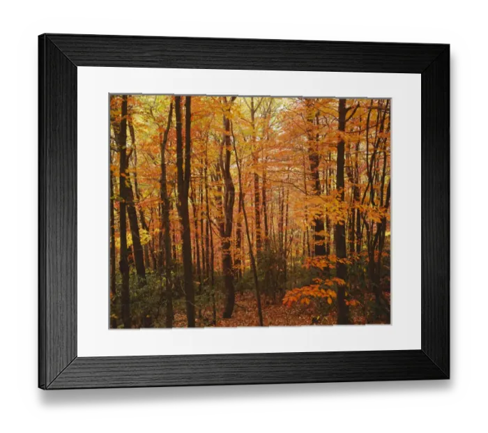 Framed Print : USA, Virginia, Blue Ridge Parkway, Autumn forest Framed Print : USA, Virginia, Blue Ridge Parkway, Autumn forest