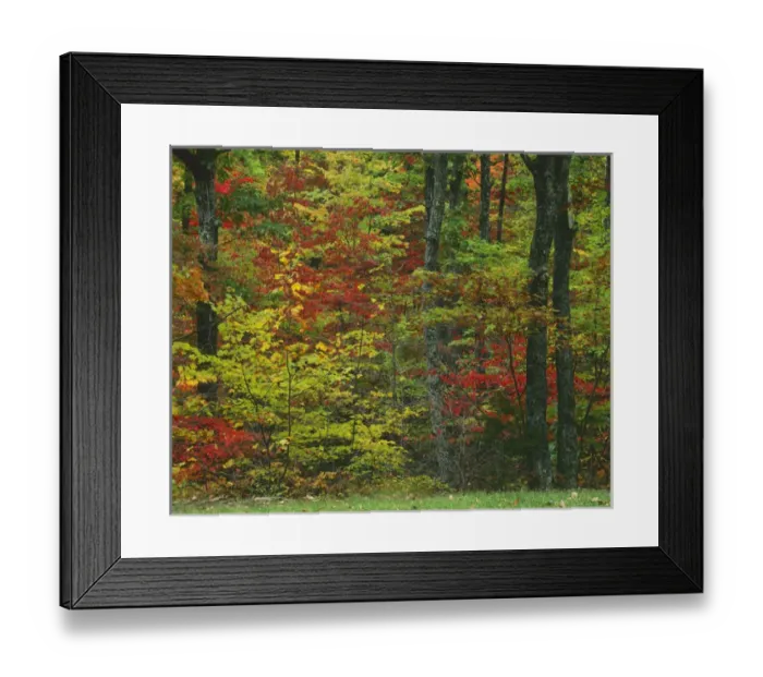 Framed Print : USA, Virginia, Blue Ridge Parkway, Forest
