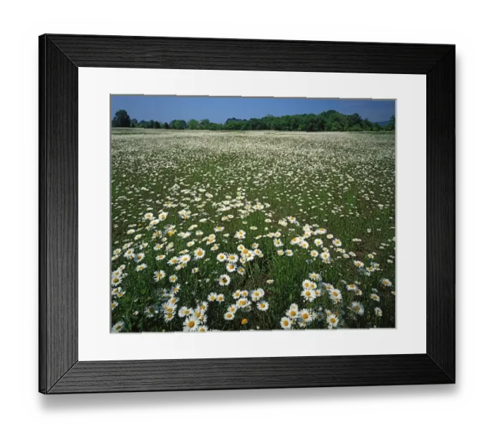 Framed Print : USA, Virginia, Loudoun County, Daisy meadow Framed Print : USA, Virginia, Loudoun County, Daisy meadow