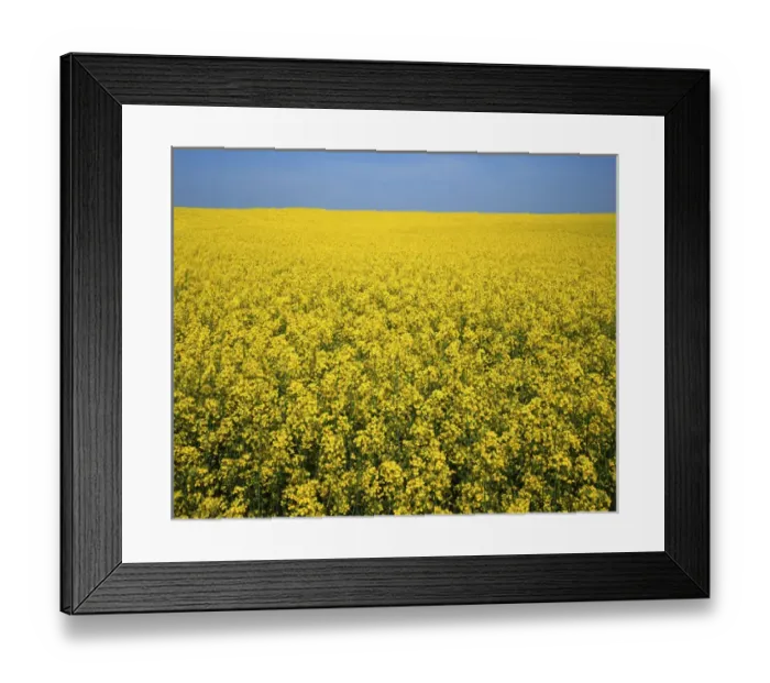 Framed Print : USA, Virginia, Hanover County, Canola field in bloom Framed Print : USA, Virginia, Hanover County, Canola field in bloom