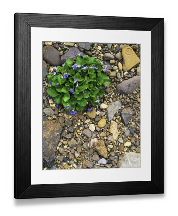 Framed Print : USA, Virginia, Rockbridge County, Common Blue Violets Framed Print : USA, Virginia, Rockbridge County, Common Blue Violets