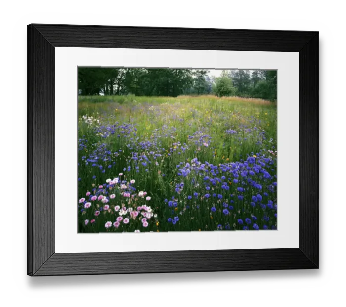 Framed Print : USA, Virginia, Norfolk Botanical Garden, Cornflower Wildflower meadow Framed Print : USA, Virginia, Norfolk Botanical Garden, Cornflower Wildflower meadow