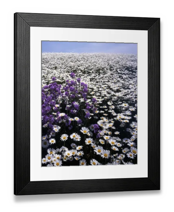 Framed Print : USA, Virginia, Roanoke County, Meadow of Oxeye Daisy and Lunaria