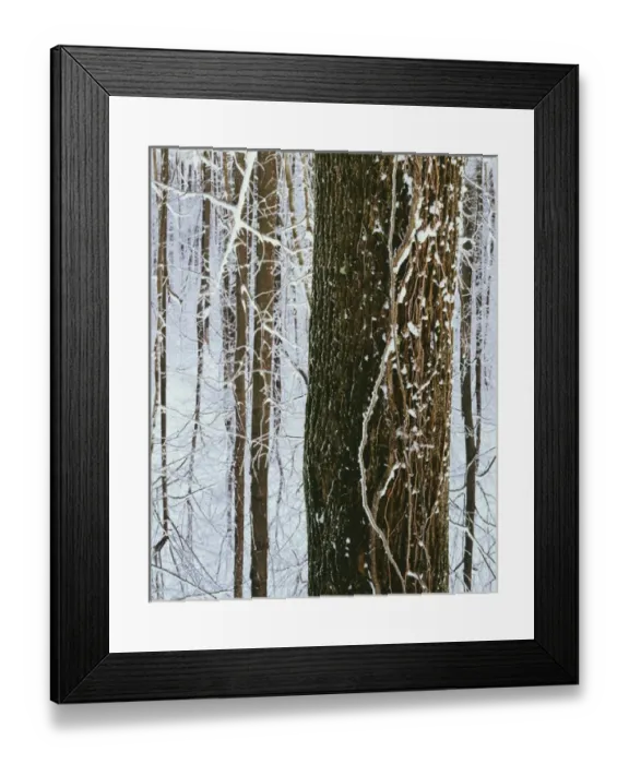 Framed Print : USA, Virginia, Warren County, Frost in forest Framed Print : USA, Virginia, Warren County, Frost in forest