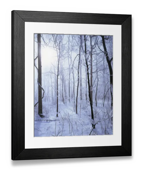 Framed Print : USA, Virginia, Richard Thompson Wildlife Area. Sunrise in forest of frost Framed Print : USA, Virginia, Richard Thompson Wildlife Area. Sunrise in forest of frost