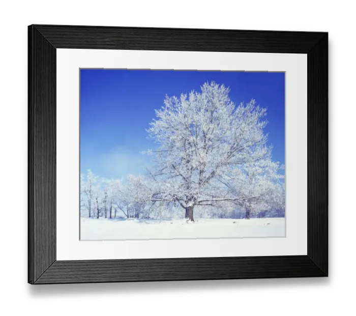 Framed Print : USA, Virginia, Warren County, Black Walnut Framed Print : USA, Virginia, Warren County, Black Walnut