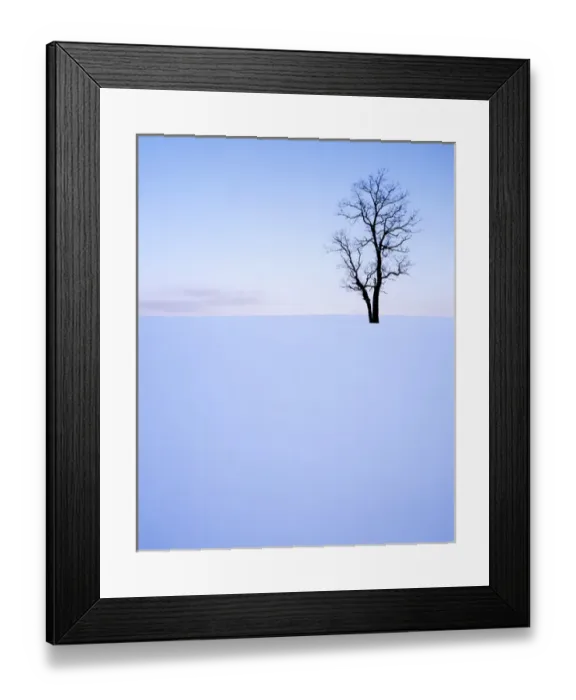 Framed Print : USA, Virginia, Page County, Black Locust