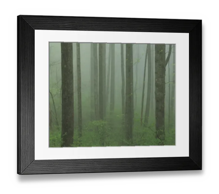 Framed Print : USA, Virginia, Shenandoah National Park, Yellow Poplar forest Framed Print : USA, Virginia, Shenandoah National Park, Yellow Poplar forest