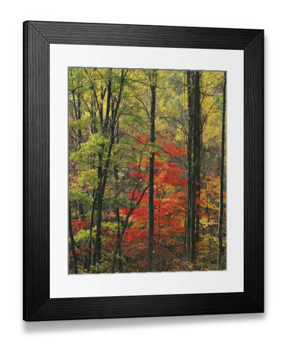 Framed Print : USA, Virginia, Appalachian Mountains, Blue Ridge Parkway, Autumn forest near Peaks Framed Print : USA, Virginia, Appalachian Mountains, Blue Ridge Parkway, Autumn forest near Peaks