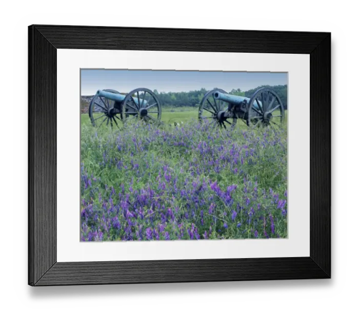 Framed Print : USA, Virginia, Petersburg National Battlefield Park, Artillery and climbing pea Framed Print : USA, Virginia, Petersburg National Battlefield Park, Artillery and climbing pea