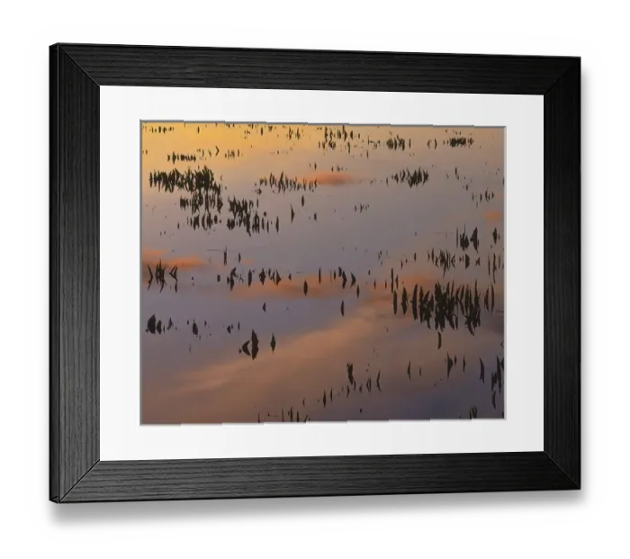 Framed Print : USA, Virginia, Arrowhead in Powatan Creek at Sunrise, Jamestown