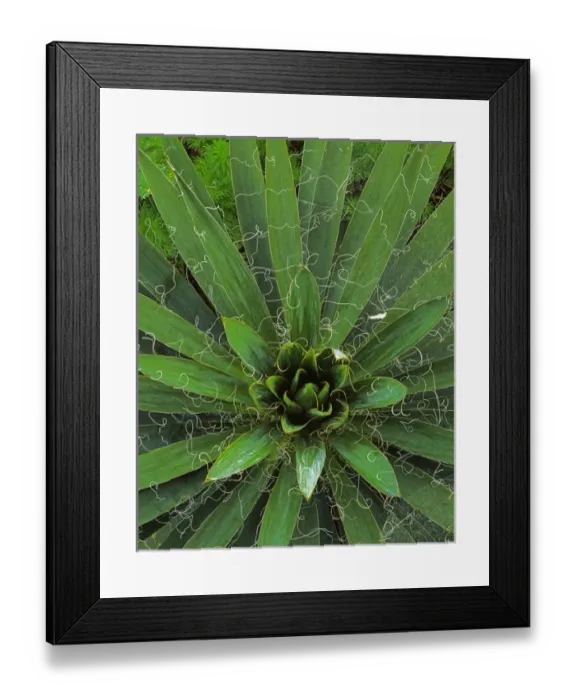 Framed Print : USA, Virginia, Albemarle County, Yucca leaves