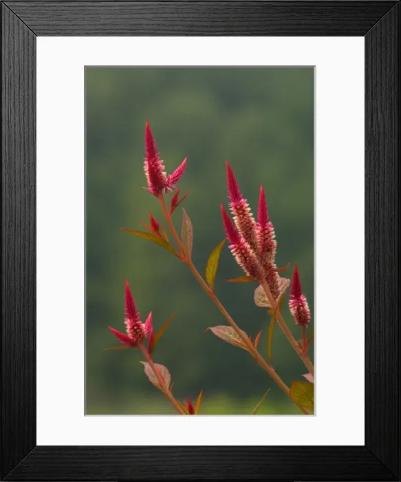 Framed Print : United States, Virginia, Vienna, Meadowlark Botanical Gardens Tips of a few stalks Framed Print : United States, Virginia, Vienna, Meadowlark Botanical Gardens Tips of a few stalks