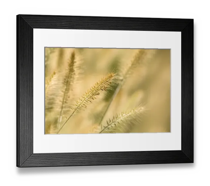 Framed Print : United States, Virginia, Arlington, Ornamental grass head on diagonal, other out Framed Print : United States, Virginia, Arlington, Ornamental grass head on diagonal, other out