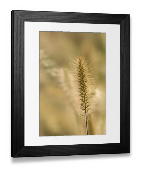 Framed Print : United States, Virginia, Arlington, Single ornamental grass head, other out of focus Framed Print : United States, Virginia, Arlington, Single ornamental grass head, other out of focus
