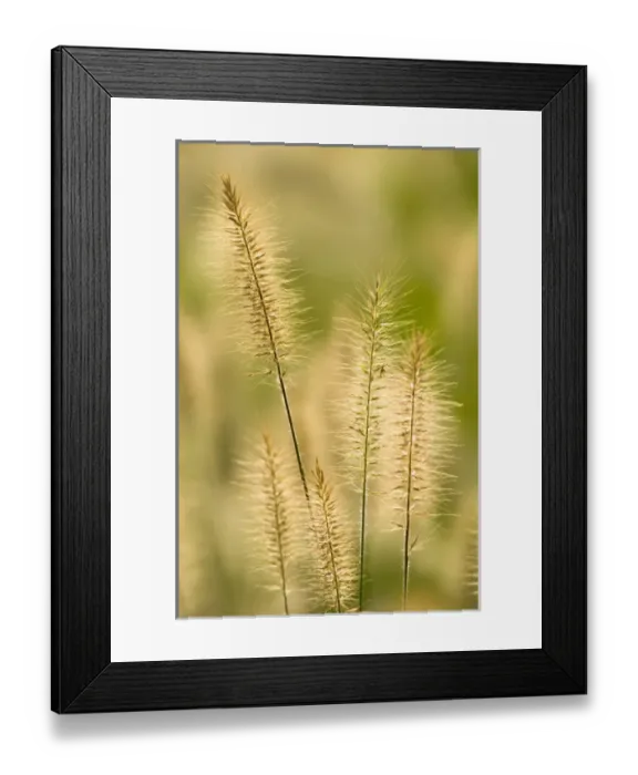 Framed Print : United States, Virginia, Arlington Small group of ornamental grass heads, out